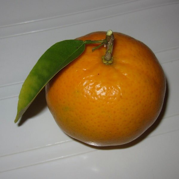 Satsuma Mandarin