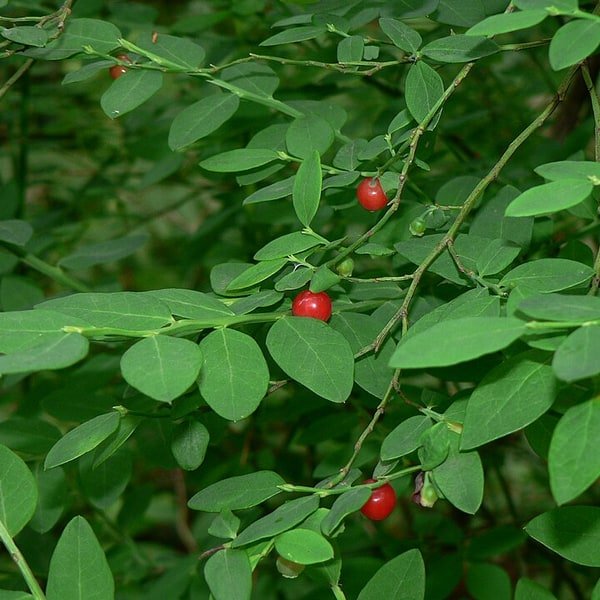 Huckleberry Box