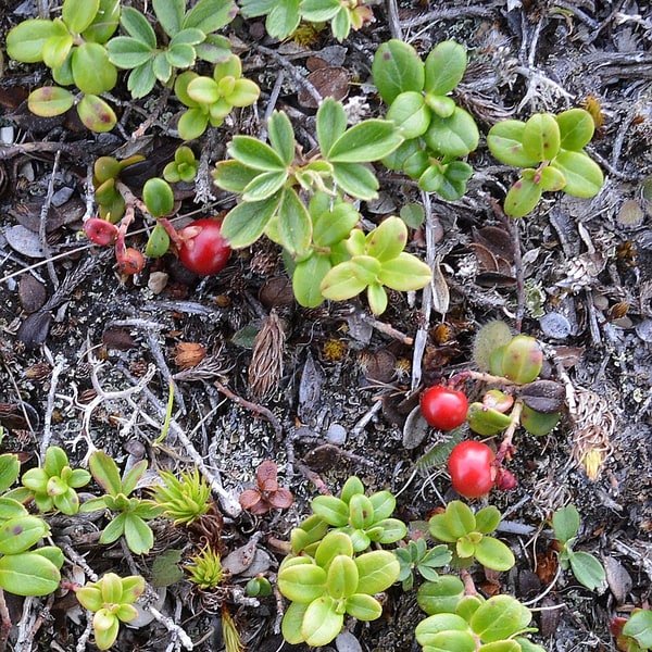 Lingonberry Pot