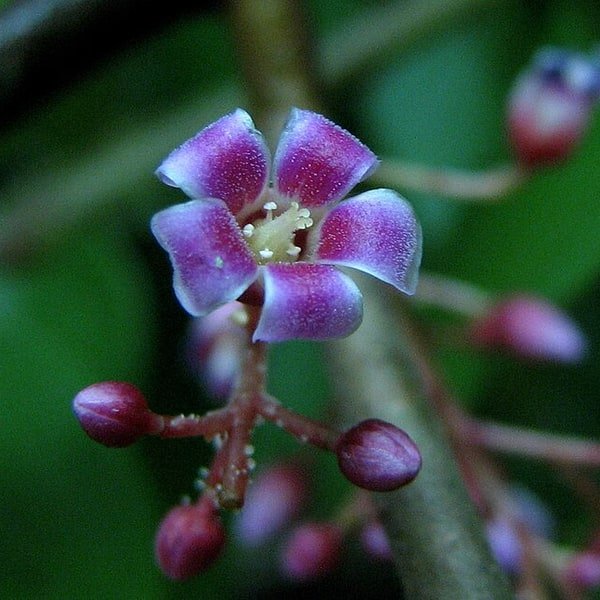 Carambola Star