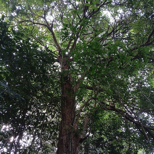 Longan Cluster