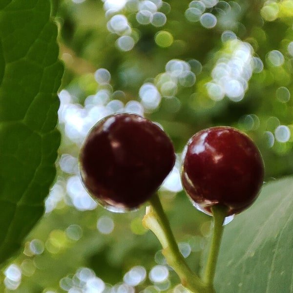 Bing Cherry