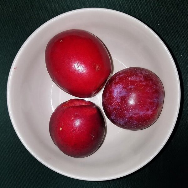 Dapple Dandy Pluot