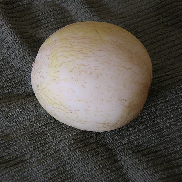Sprite Melon