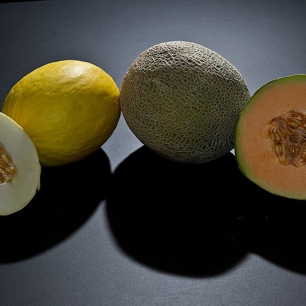 Sharlyn Melon