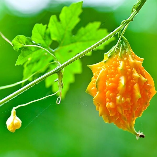 Bitter Melon Gourd