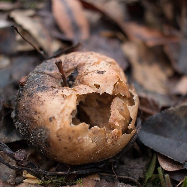 Opal Apple