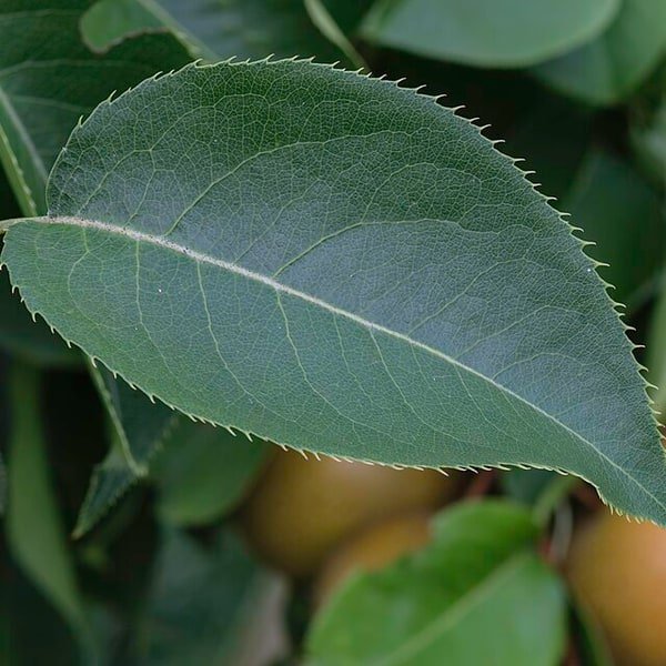 Shinko Asian Pear
