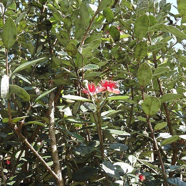 Feijoa Pineapple Guava
