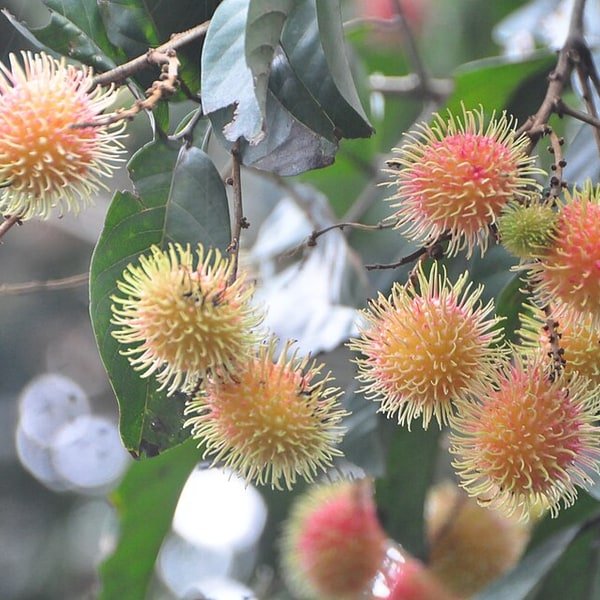 Rambutan Red