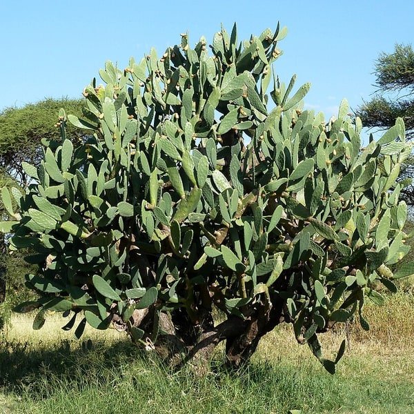 Prickly Pear Cactus